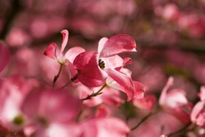 dogwood blossom native plant